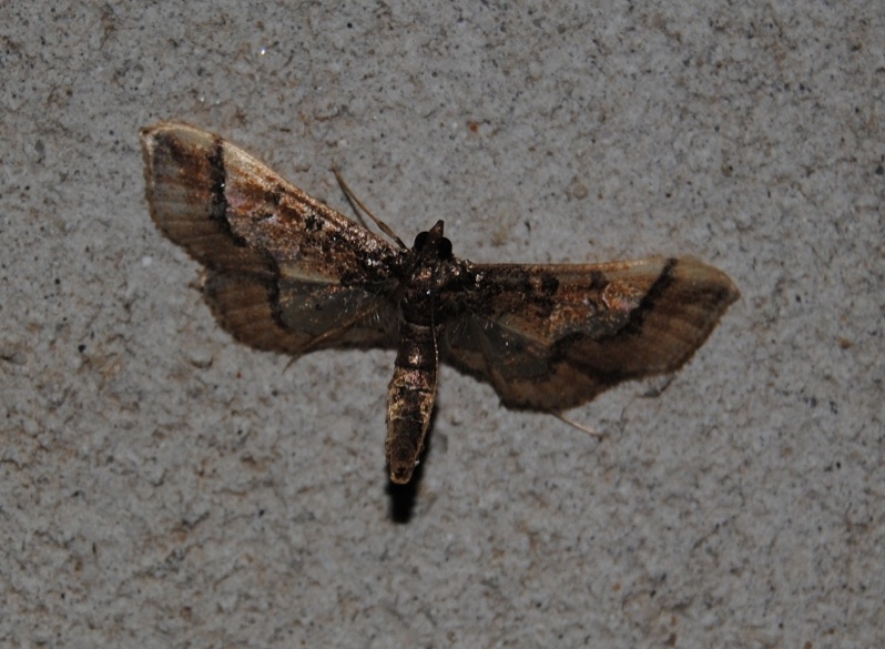 ID - Hydriris ornatalis